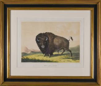 Buffalo Bull, Grazing