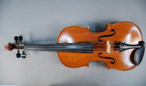 Viola